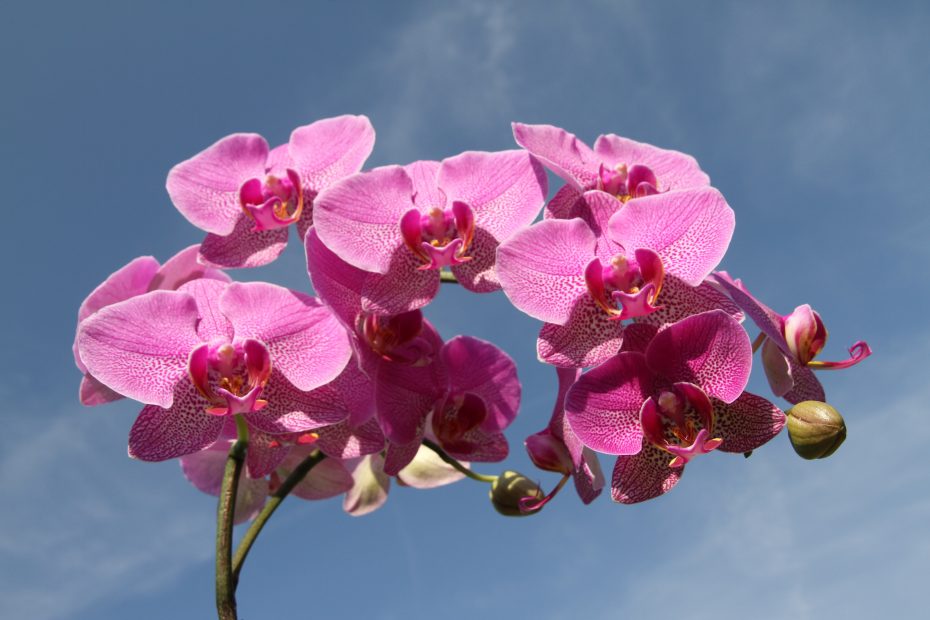 Orchid dandelion children